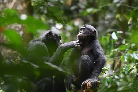 Bonobos from different social groups will groom each other and share food.