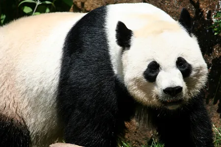 The National Zoo's female giant panda Mei Xiang, mother of three, will not give birth this summer.