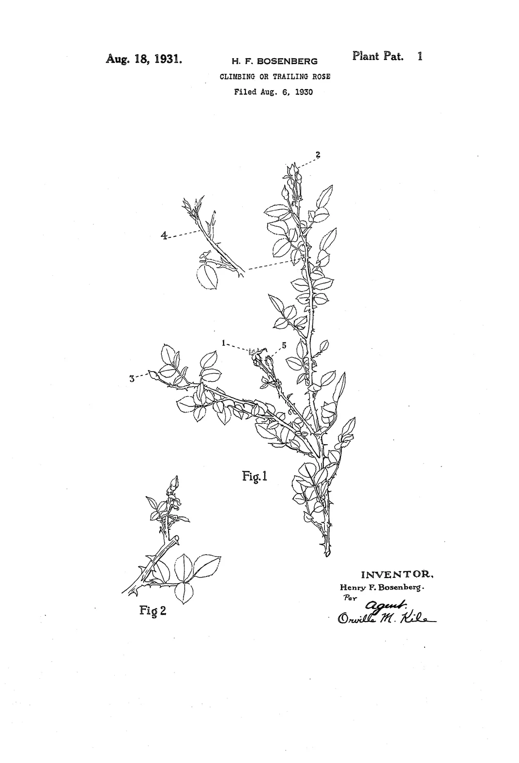 The Patents Behind the Roses You Receive on Valentine's Day