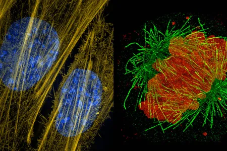 New light microscopy&nbsp;techniques can distinguish objects down to less than ten nanometers.&nbsp;