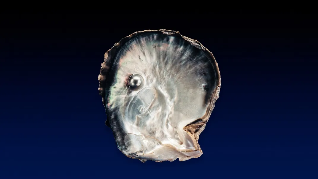 How do oysters make pearls?