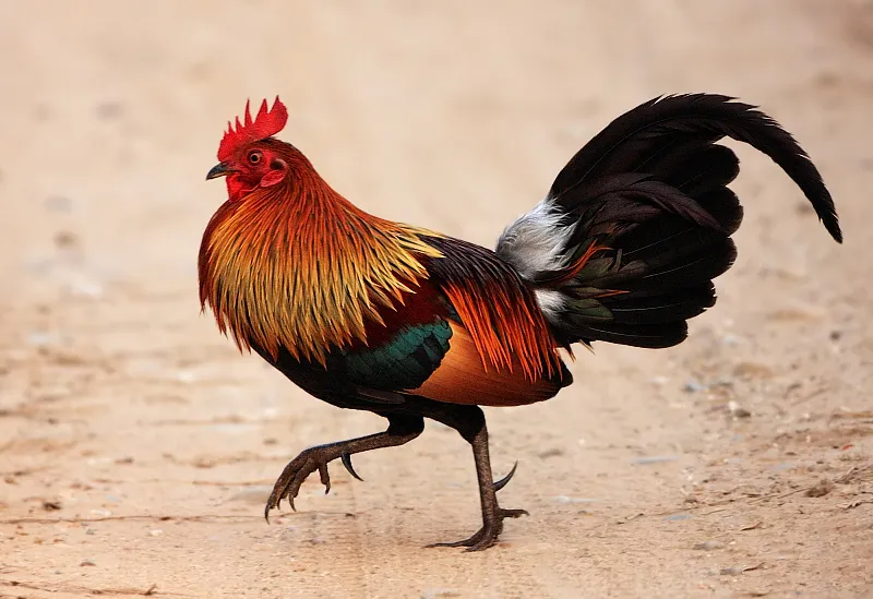 An image of a red jungle fowl at Jim Corbett National Park in India.
