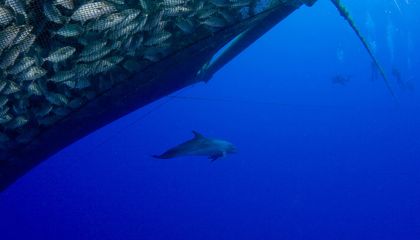 Dolphins Shrug Off Hot Sauce-Spiked Nets