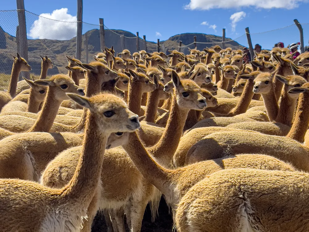 vicuñas in Peru