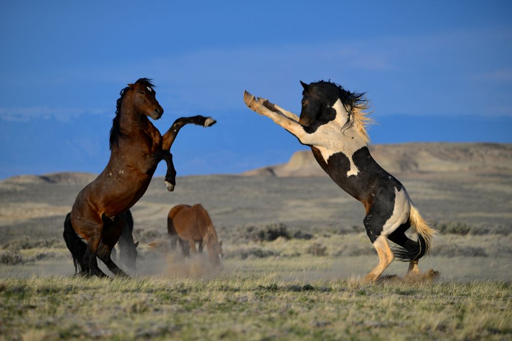 These are two wild horse stallions ready for battle to rule the herd.