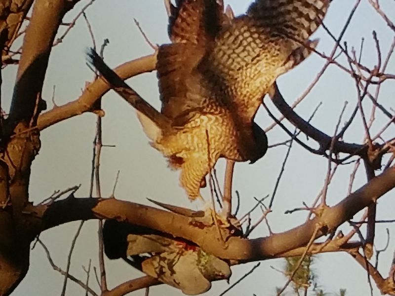 Hawk And Dove | Smithsonian Photo Contest | Smithsonian Magazine