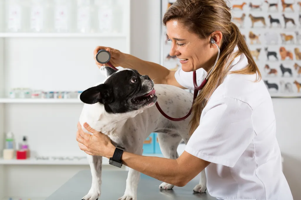Veterinary