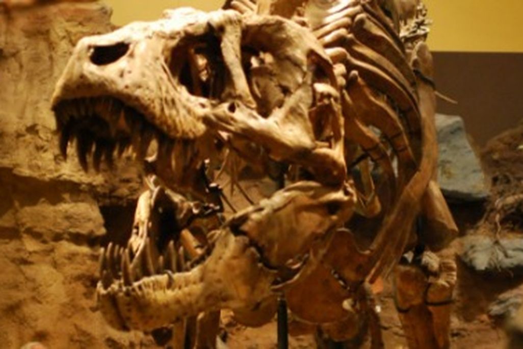 One of the dueling Tyrannosaurus at the Carnegie Museum of Natural History