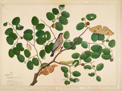Shaikh Zain ud-Din’s Brahminy Starling with Two Antheraea Moths, Caterpillar, and Cocoon on an Indian Jujube Tree was originally part of an album commissioned by his British patrons.