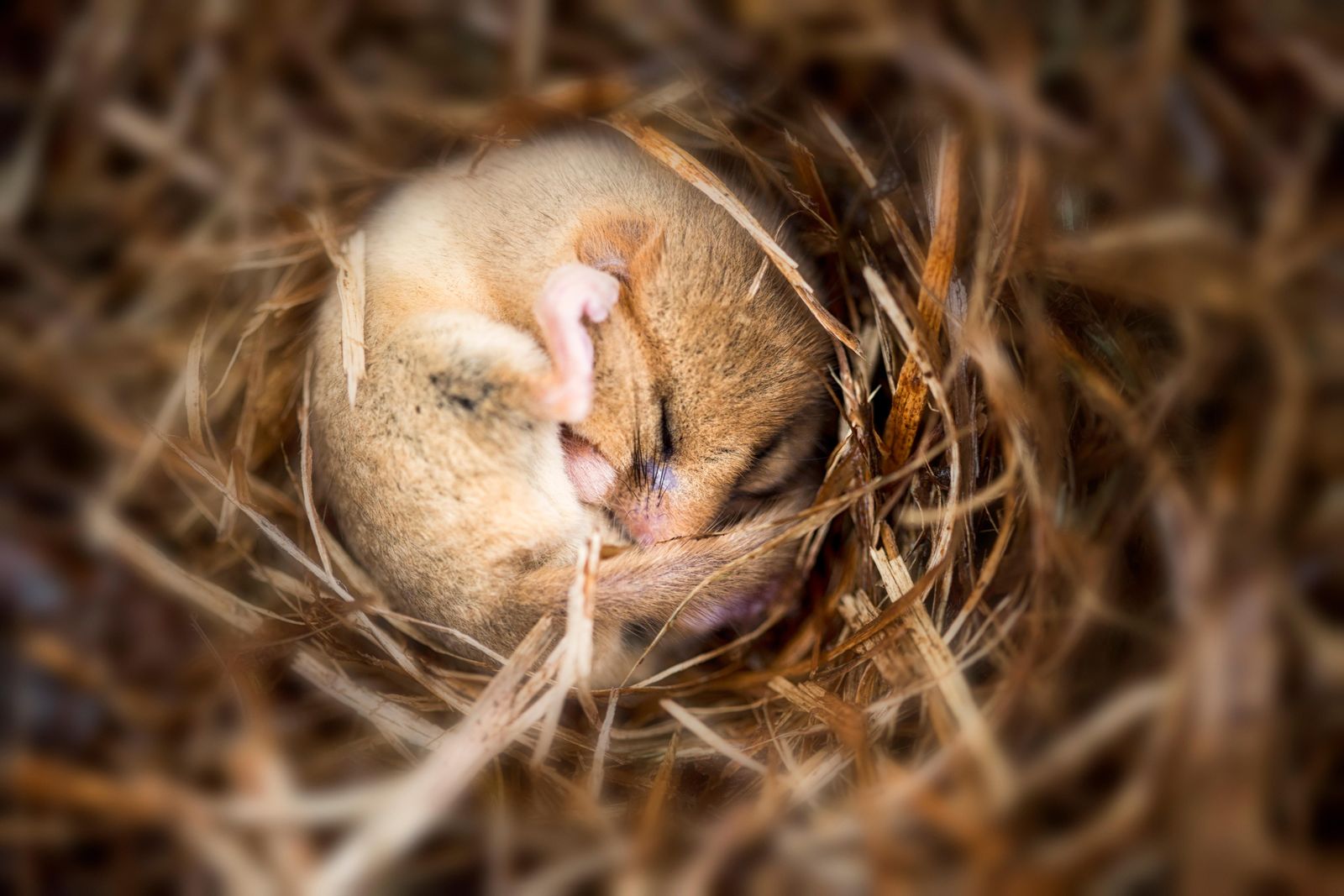 Can Humans Ever Harness the Power of Hibernation? | Science| Smithsonian  Magazine
