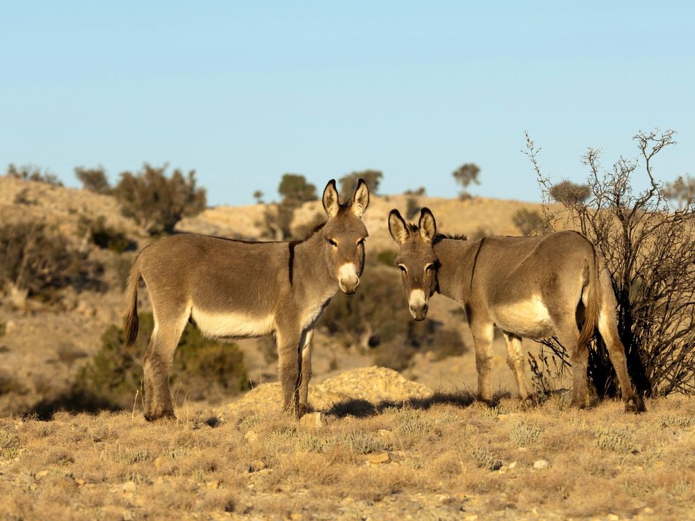 Feral Burros