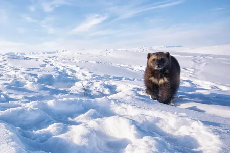 A female wolverine roams the Arctic tundra at the edge of the Brooks Range, on Alaska’s North Slope. 