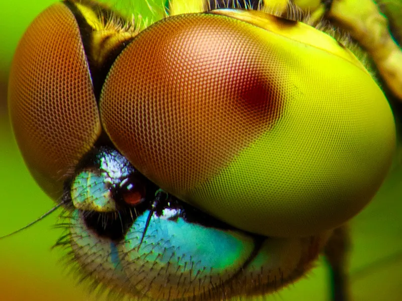 Insect-Eye Digital Camera Sees What You Just Did