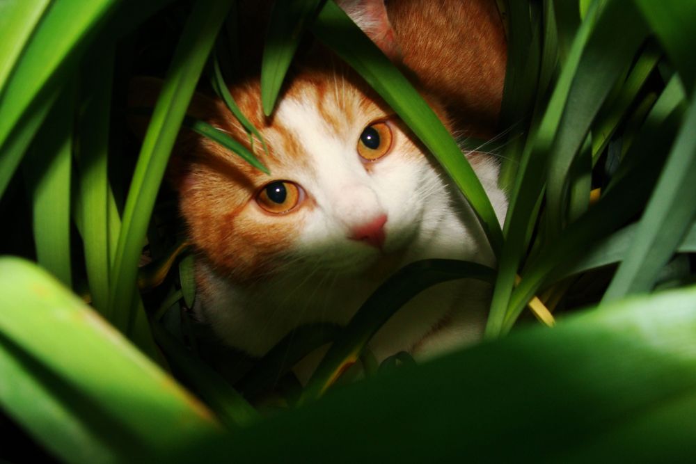 a cat looks cup from the bushes