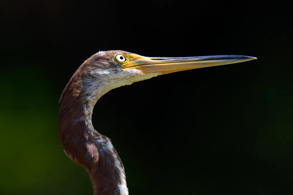 A portrait of a tricolored heron in a local wetlands preserve in South Florida. The heron is looking up at a bird flying overhead while he is standing on the hand railing of a wooden boardwalk.