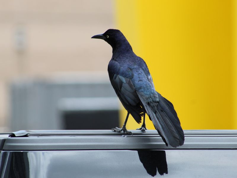 A bird while exploring Dallas Smithsonian Photo Contest Smithsonian