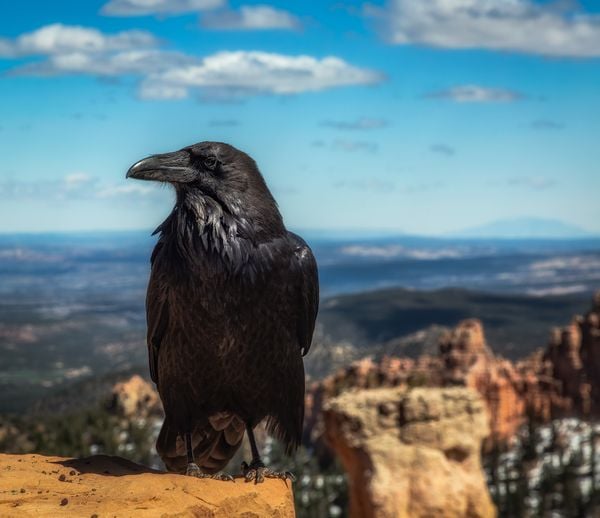Raven at Bryce Canyon thumbnail