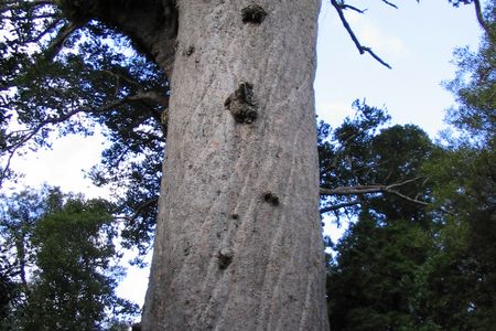 Tane Mahuta in the Waipoua Kauri Forest