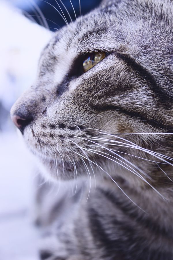 kucing belang thumbnail