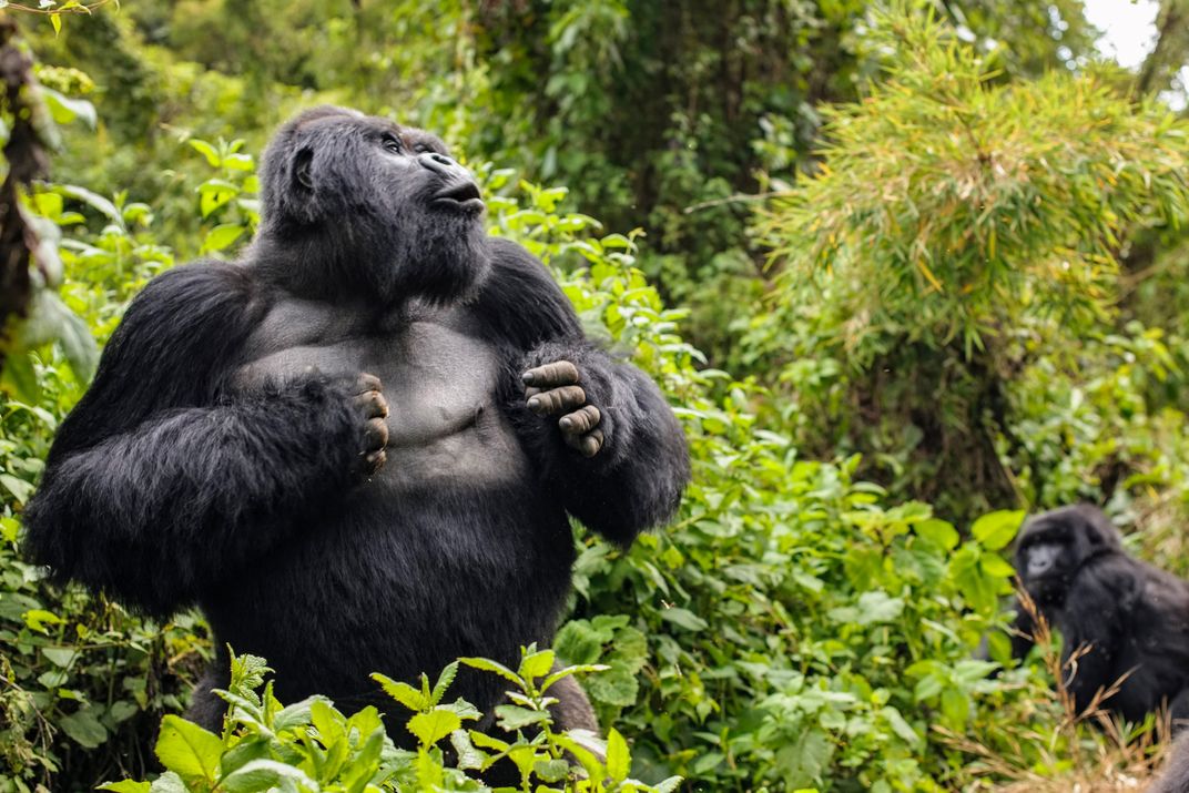 Gorilla
