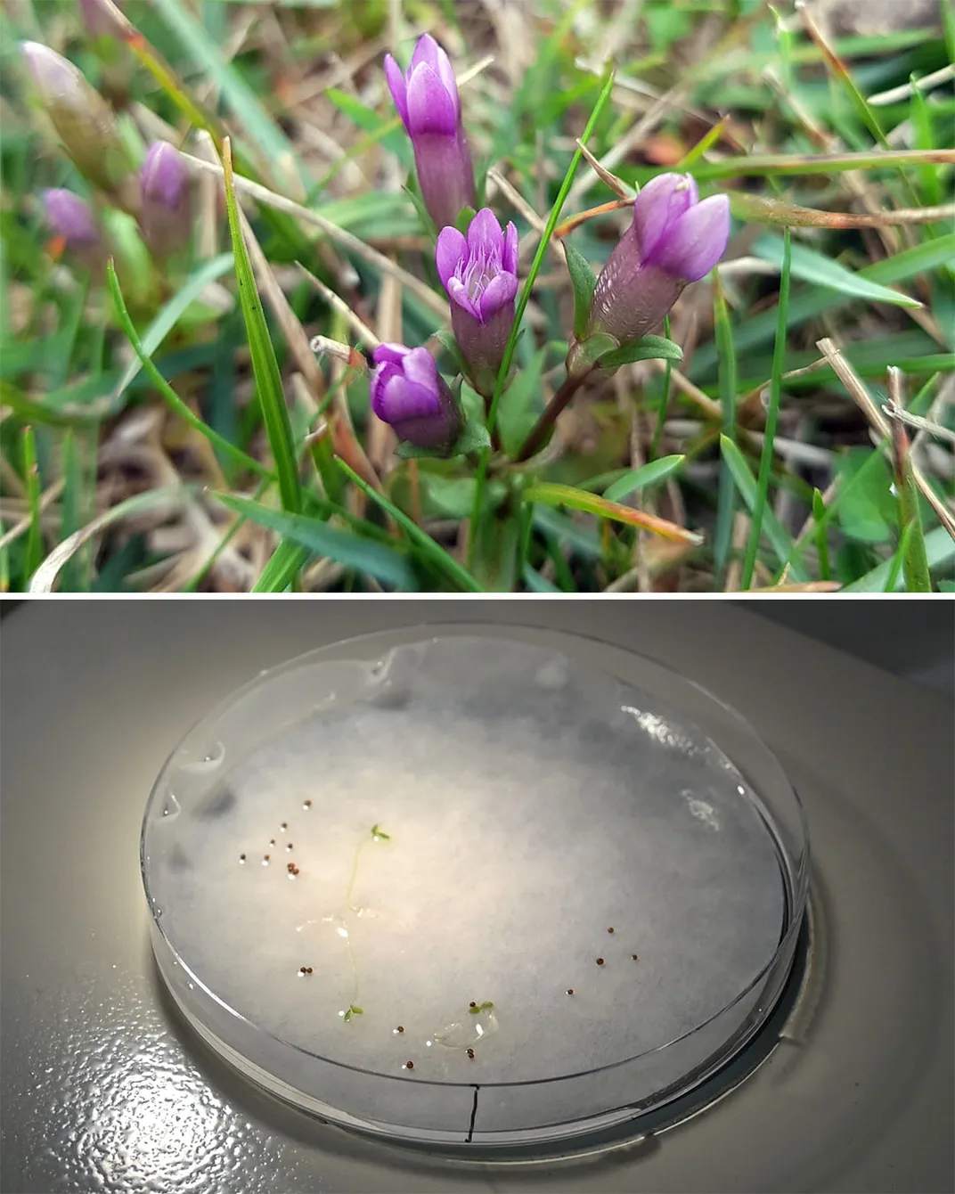 Gentianella Uliginosa
