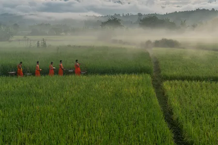 In this village, monks-in-training wearing brightly colored garments carry shoulder yokes through fields of rice.