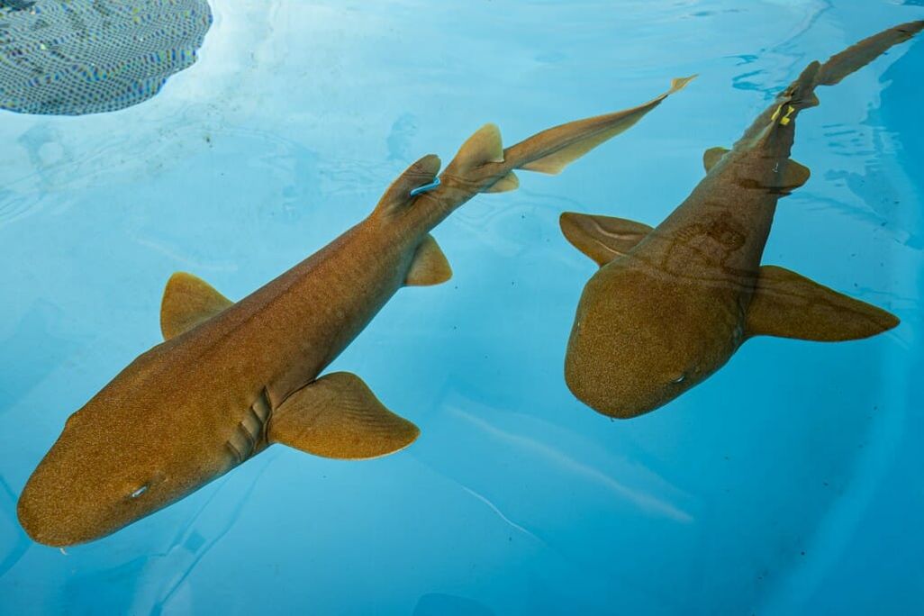 An image of two small nurse sharks in a pool