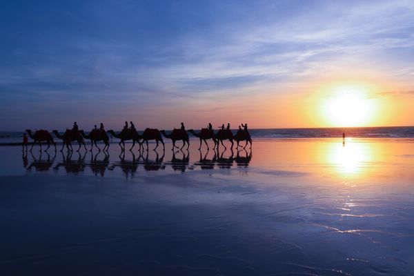 Camels on the beach thumbnail