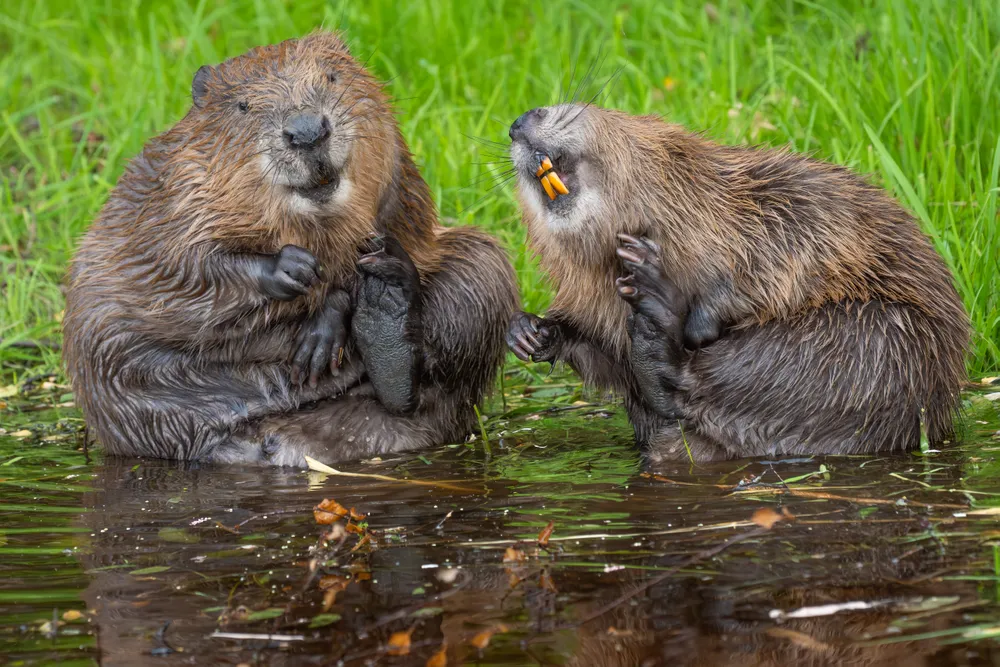 Two Belgian beavers