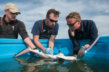 Matt Ogburn, Charles Bangley, and SERC intern Michelle Edwards (L to R) surgically implant an acoustic transmitter into a juvenile Bull Shark. Credit: Jay Fleming/SERC