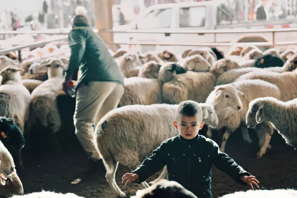 A little boy in the Grand Bazaar of Cattle and Sheep thumbnail