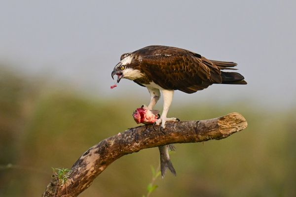 OSPREY thumbnail