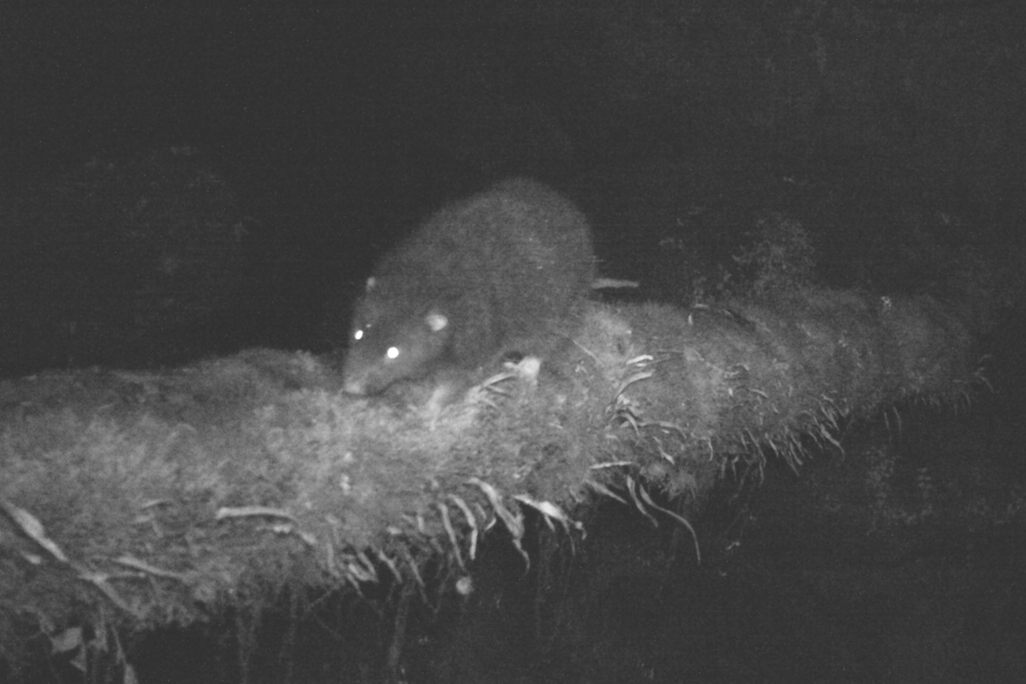 Night vision view of large rat