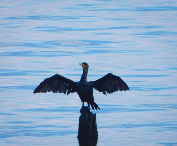 A Cormorant at Sea thumbnail