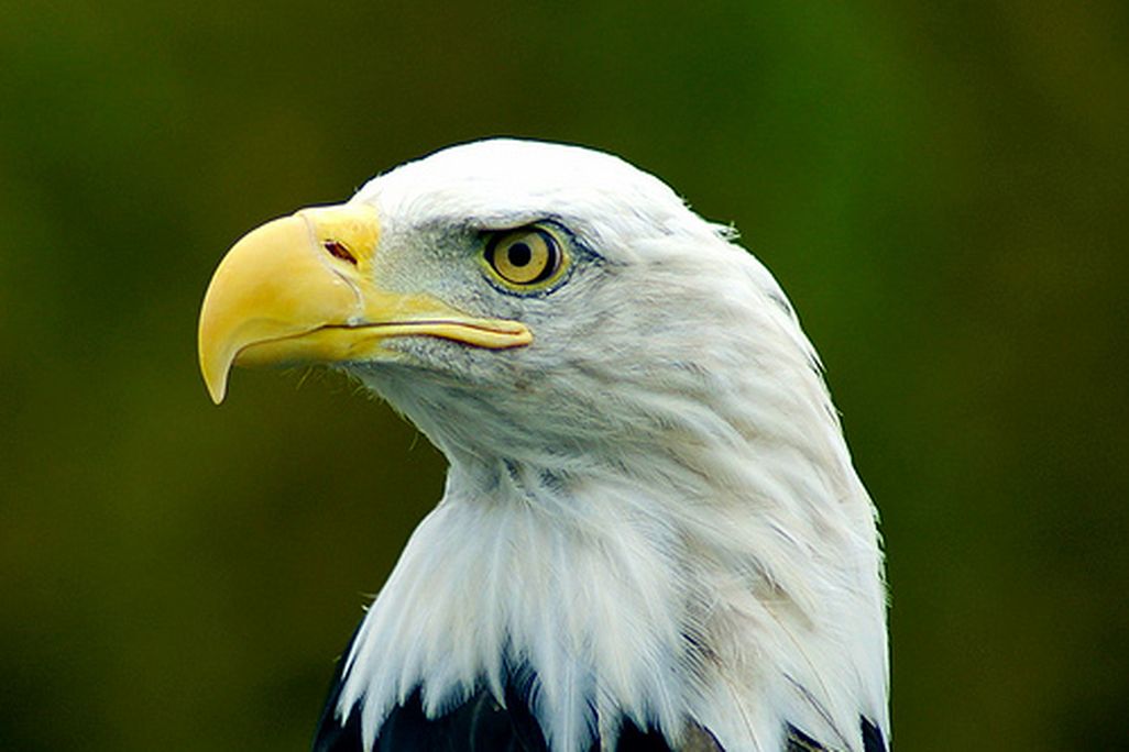 20110520083141bald-eagle-flickr.jpg