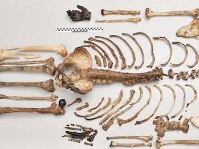 A new DNA analysis method reveals how ancient skeletons would have looked in the flesh.
