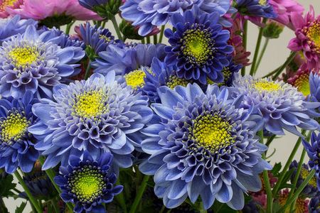 Blue chrysanthemums