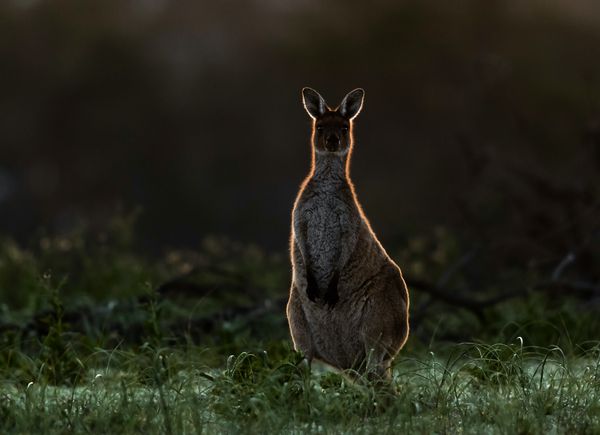 Kangaroo silhouette thumbnail