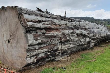 The study begins with fossilized kauri trees (pictured) that died over 41,000 years ago.