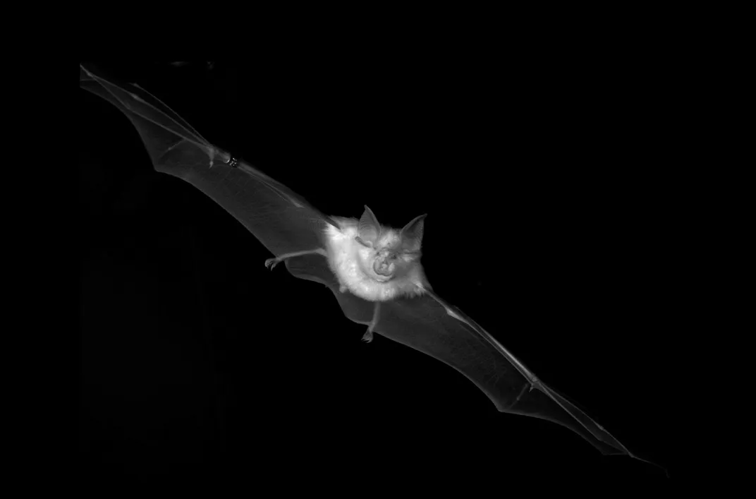 a flying horseshoe bat in the dark