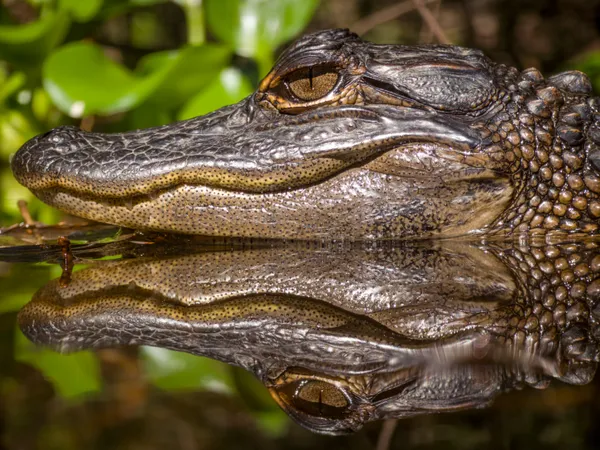 Reflections of a Young Gator thumbnail