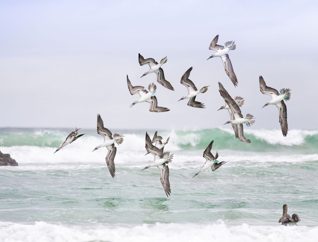 Blue-footed boobies diving for food