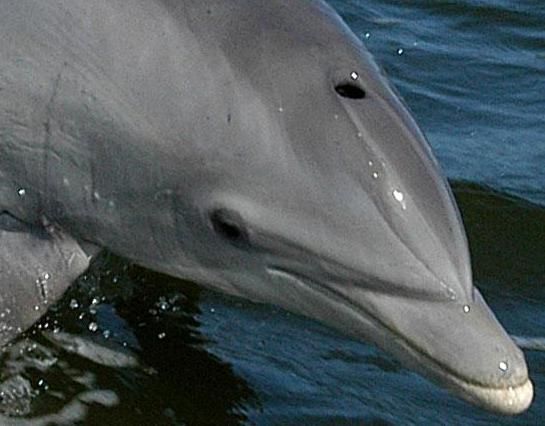 20131113090026dolphin.jpg