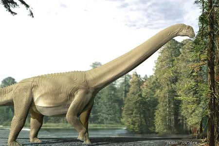 In this artist&#39;s impression of&nbsp;Diamantinasaurus matildae, the animal feeds from a conifer tree.