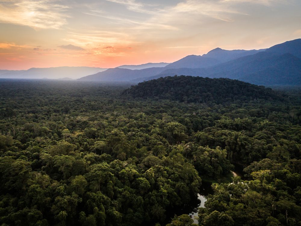 Green trees in a rainforest with large mountains behind them