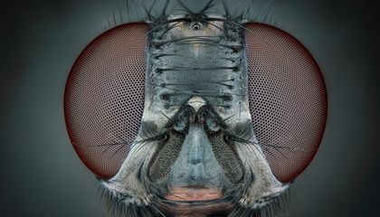 These Stunning Portraits of Insects Reveal the Intricacies of an Amazing World