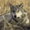 A Michigan Hunter Thought He Killed a Large Coyote. It Turned Out to Be an Endangered Gray Wolf icon