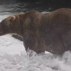 Meet This Year's Chonky Champion of Fat Bear Week: Backpack, a Laid-Back 20-Year-Old Male Who's a 'Stoic Presence on the River' icon