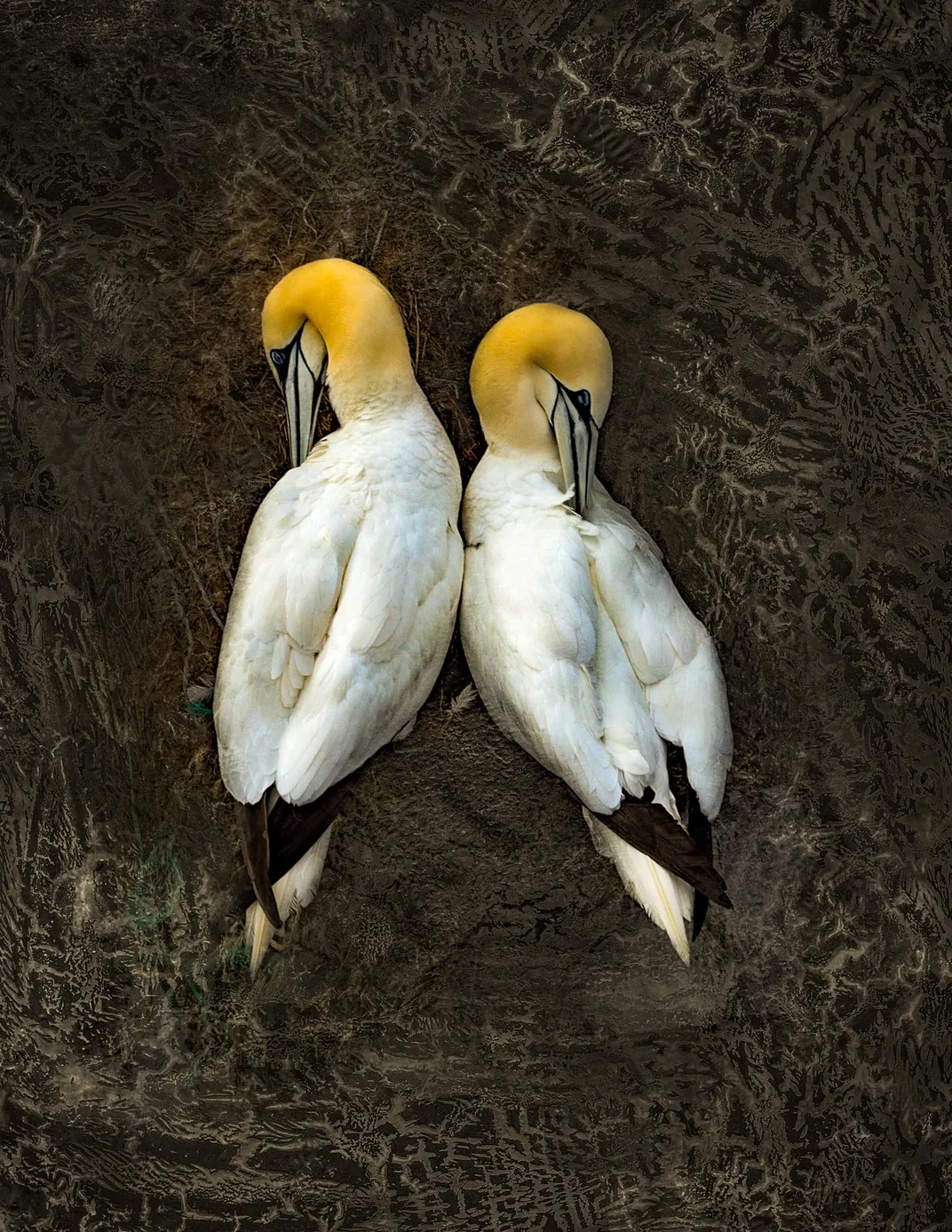 11 - Thousands of gannets—known for their yellowish heads, black-tipped wings and long bills—and other seabirds frequent the cliffs outside of St. Bride’s.