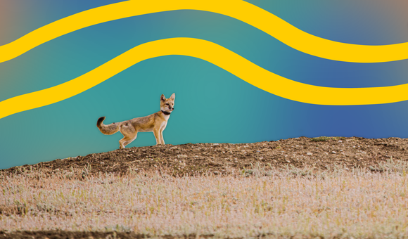 swift fox.png